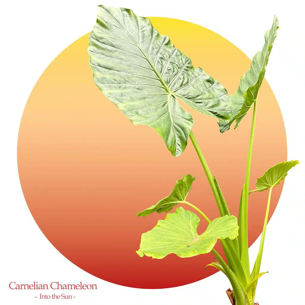 Carnelian Chameleon