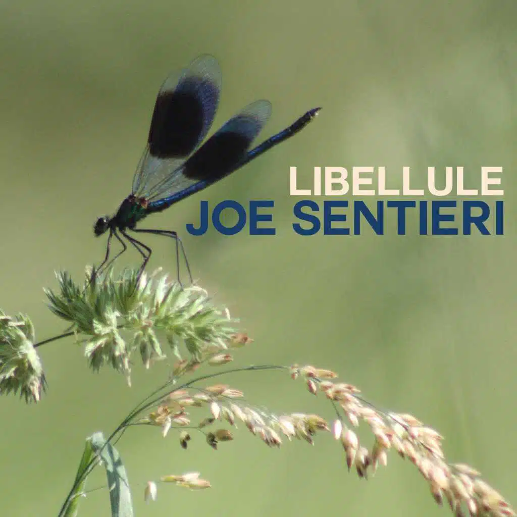 Libellule