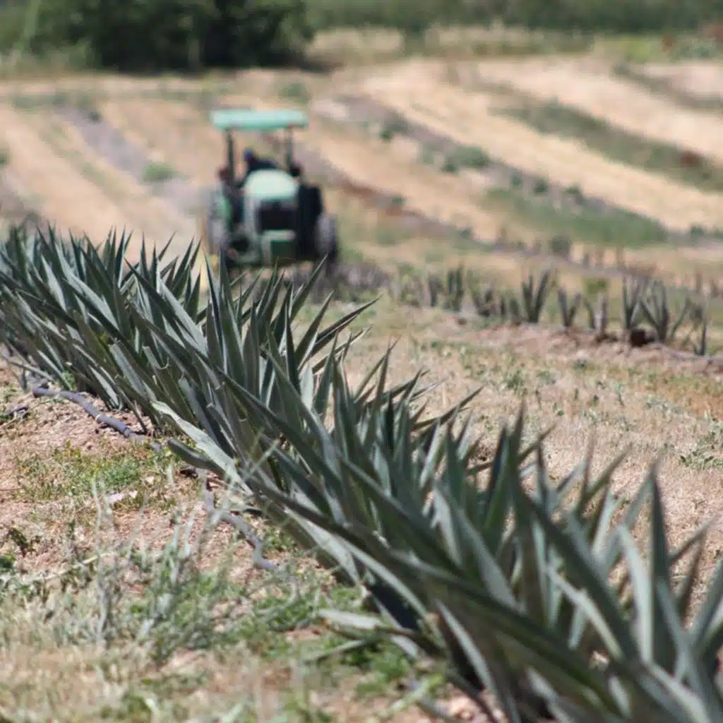 Central Valley Farmers are Growing Agave to Save Water