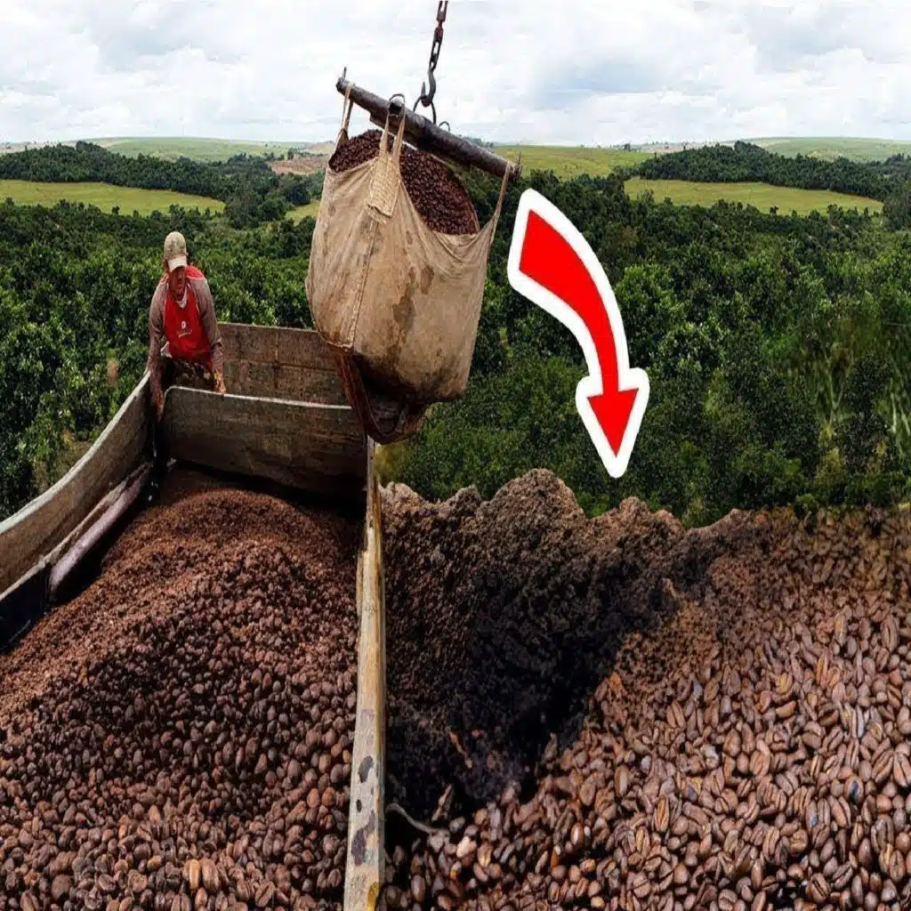 They Dumped 1 Million Pounds of Coffee. What Grew There Made Them Rich
