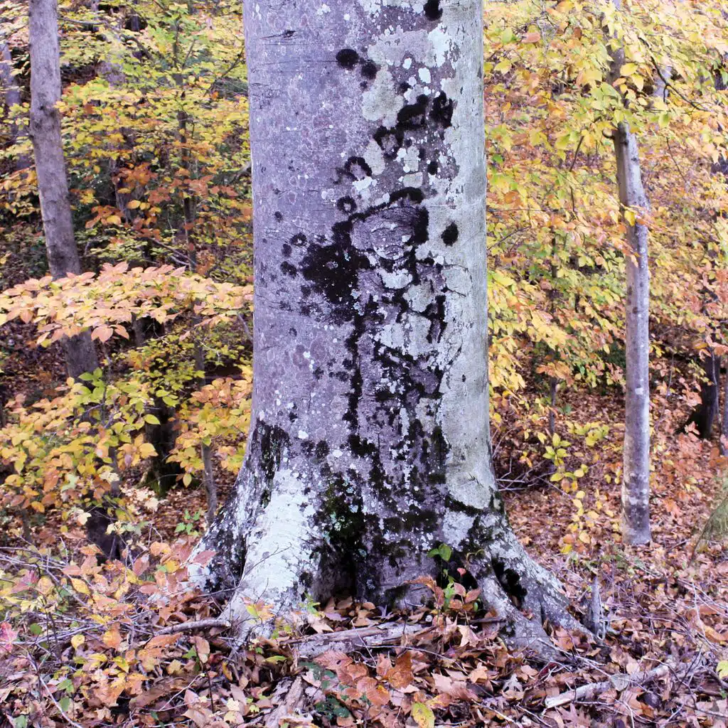 The Witness Tree