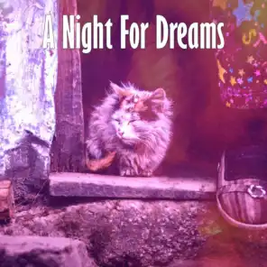 A Night For Dreams