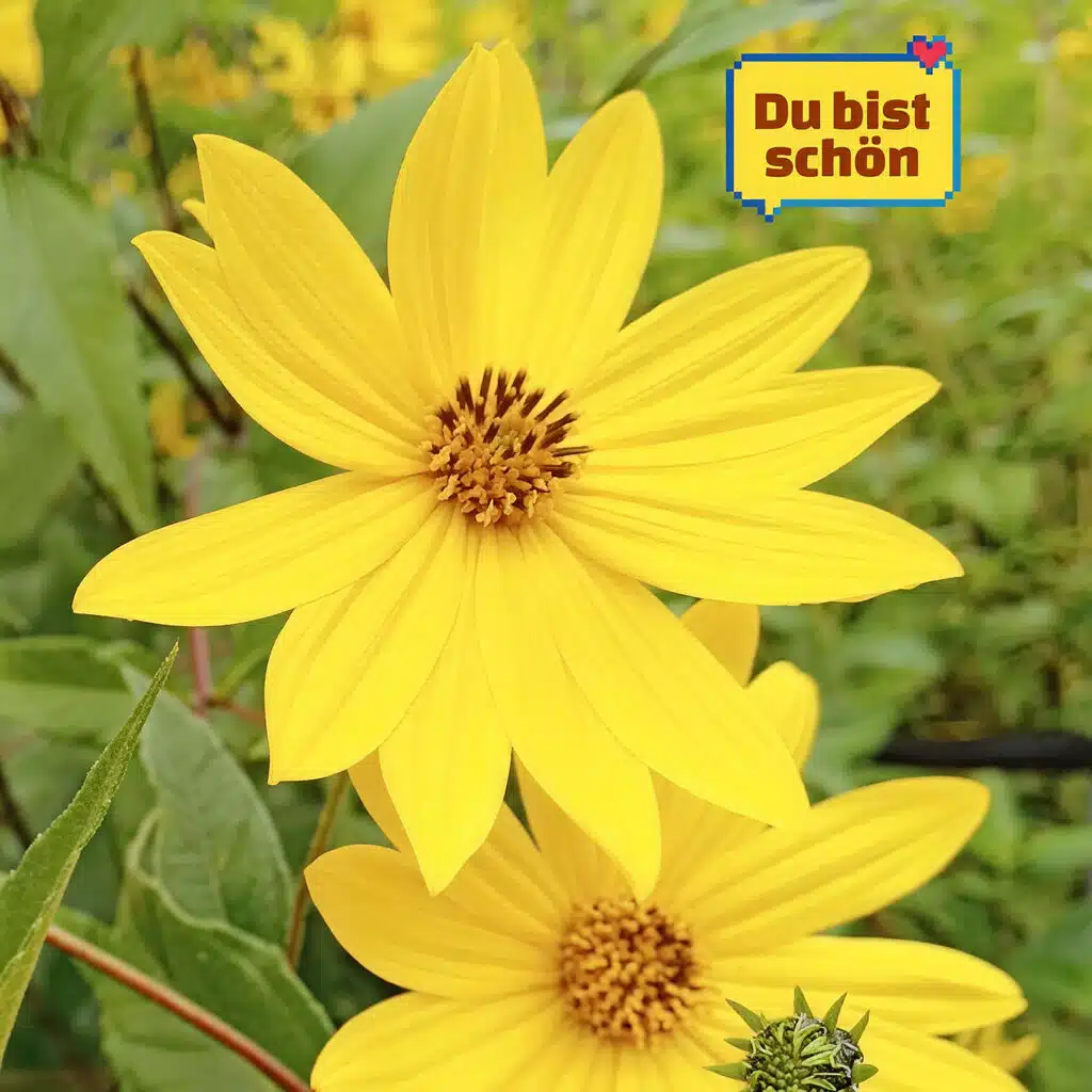 Du bist schön