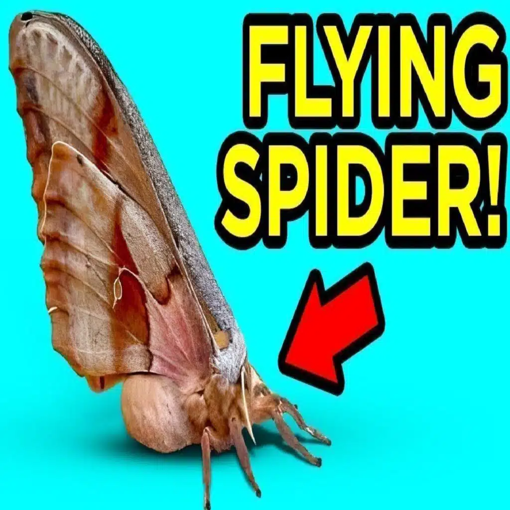 Weird Creature Discoveries That Confused People
