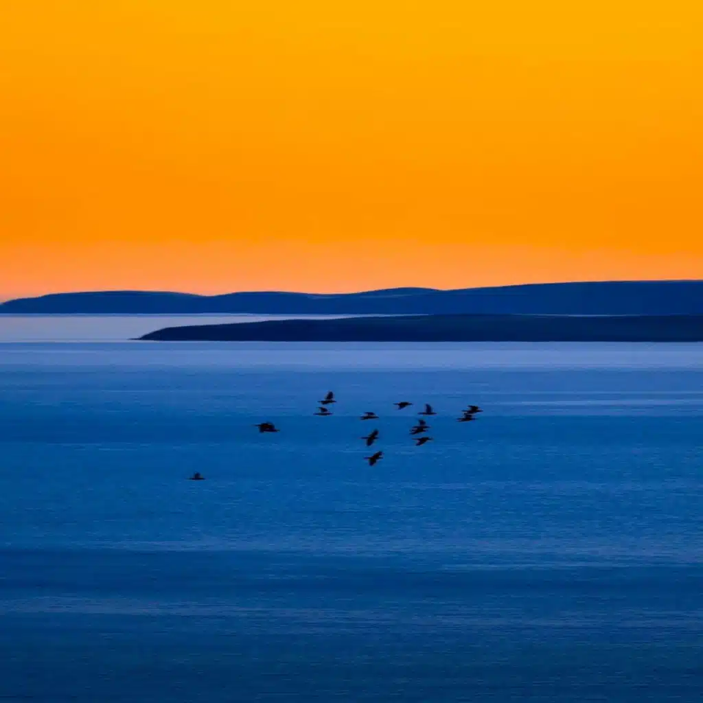 Bird sounds at 6am