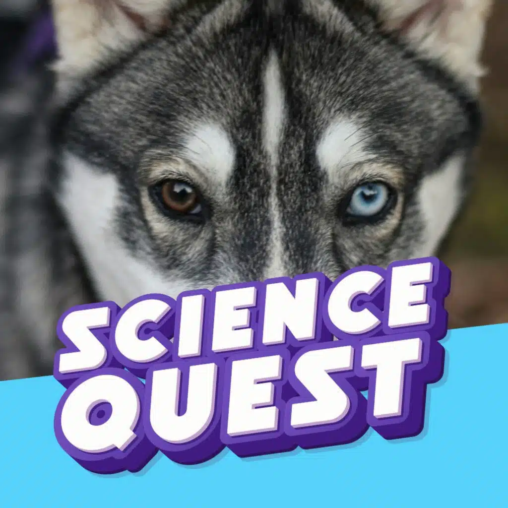 The Secret of Husky Eyes: Why Huskies Have Two Different Colours 🐺👁️