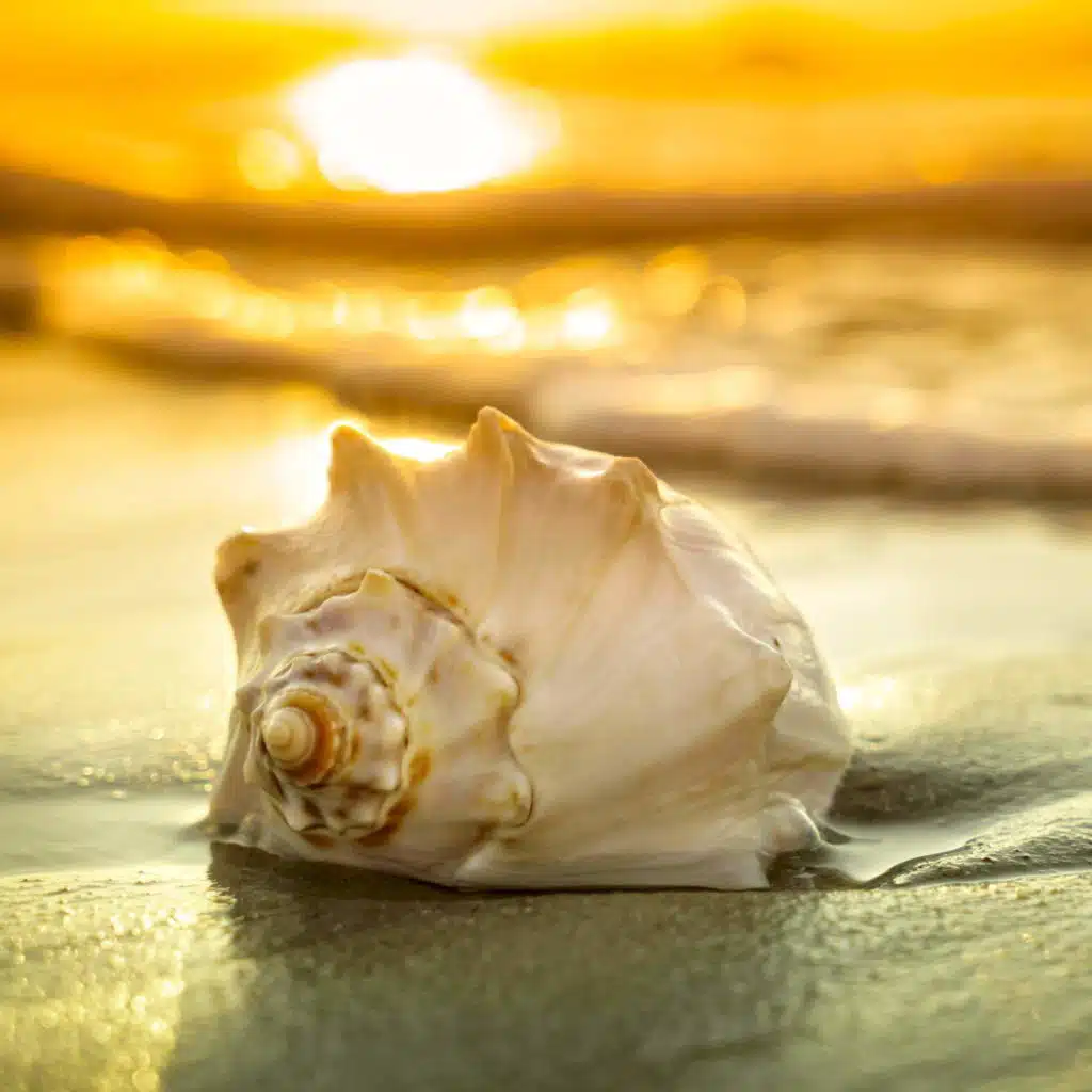 What can seashells teach us about the health of our oceans?
