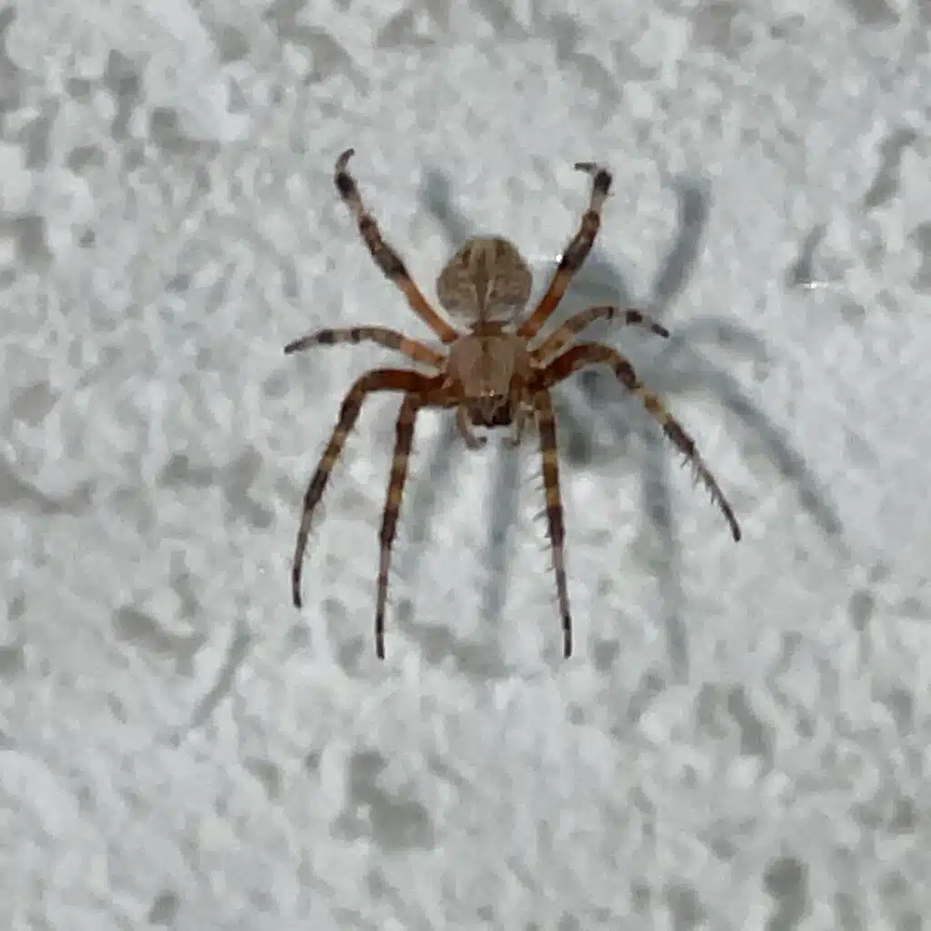 SpiderInMyRoom