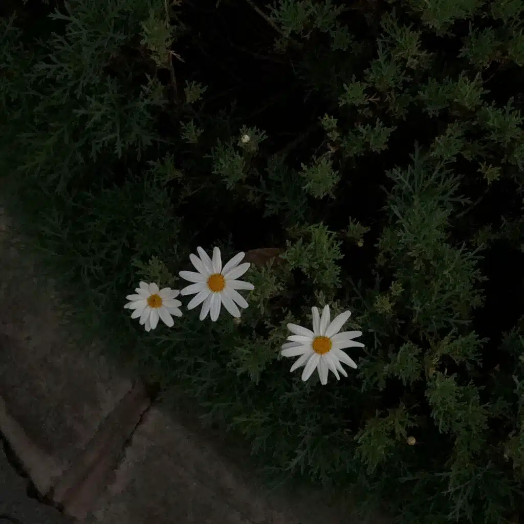 SHE