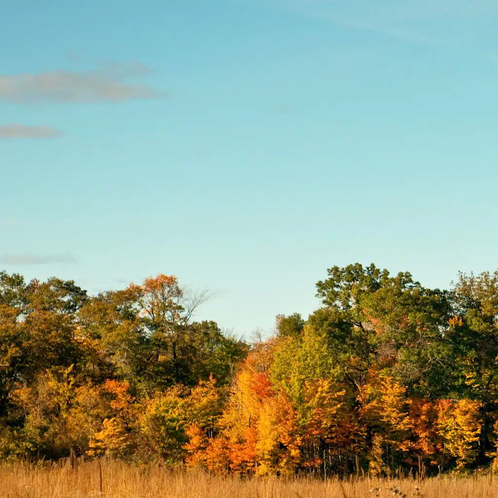 Fall