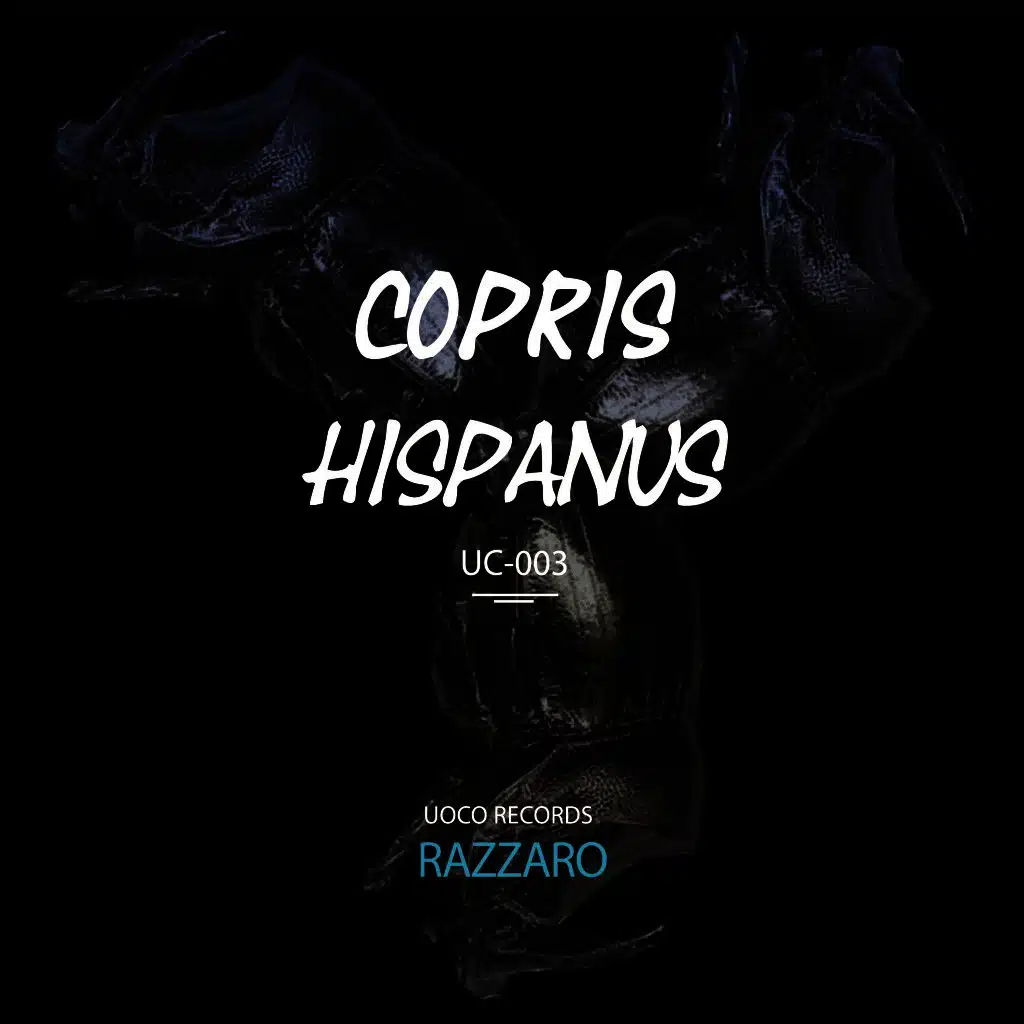 Copris Hispanus