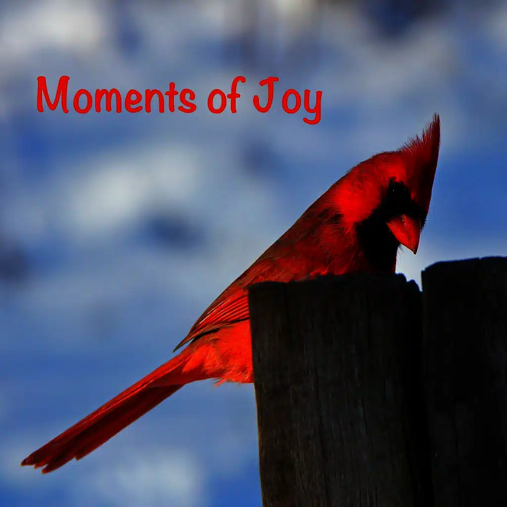 Moments of Joy