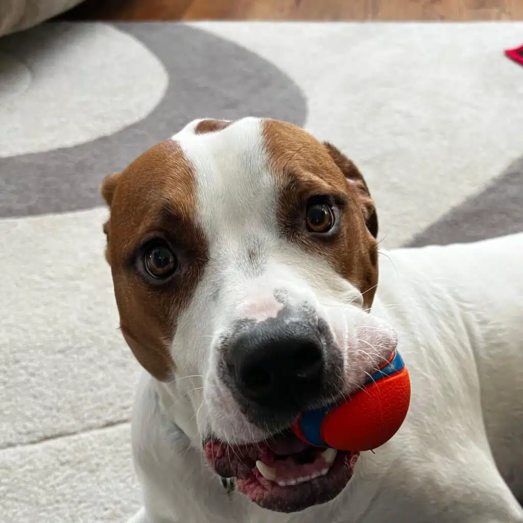 Davey's Eyes