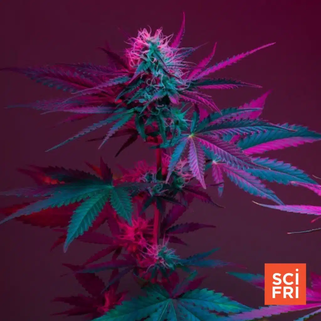 Why cannabis’s health effects are so hard to study