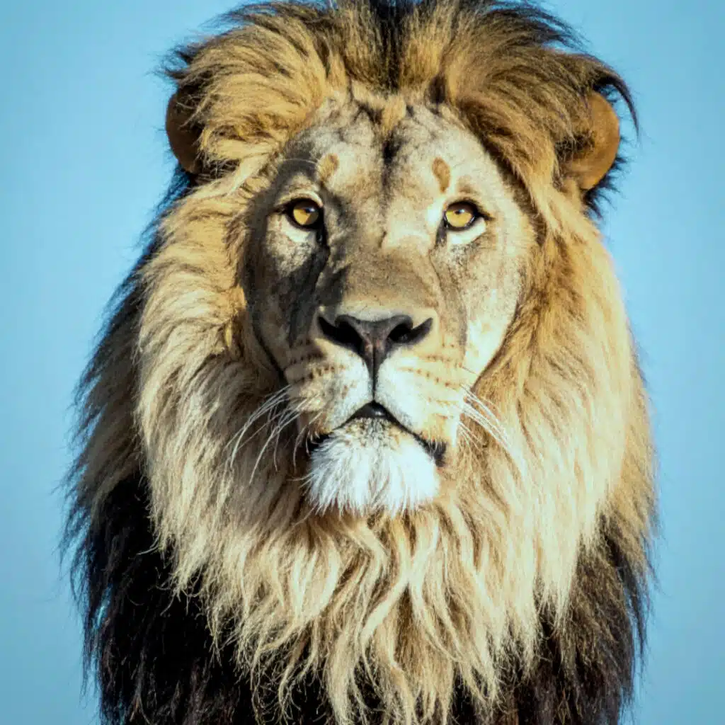 The Lioness