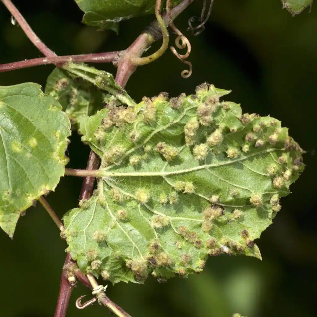 Wie die kleine Reblaus beinahe Europas Weinbau zerstörte