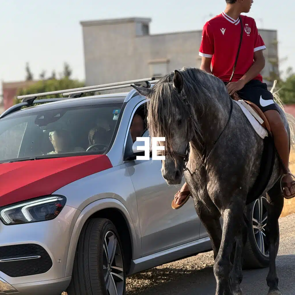 Horse with the Flash