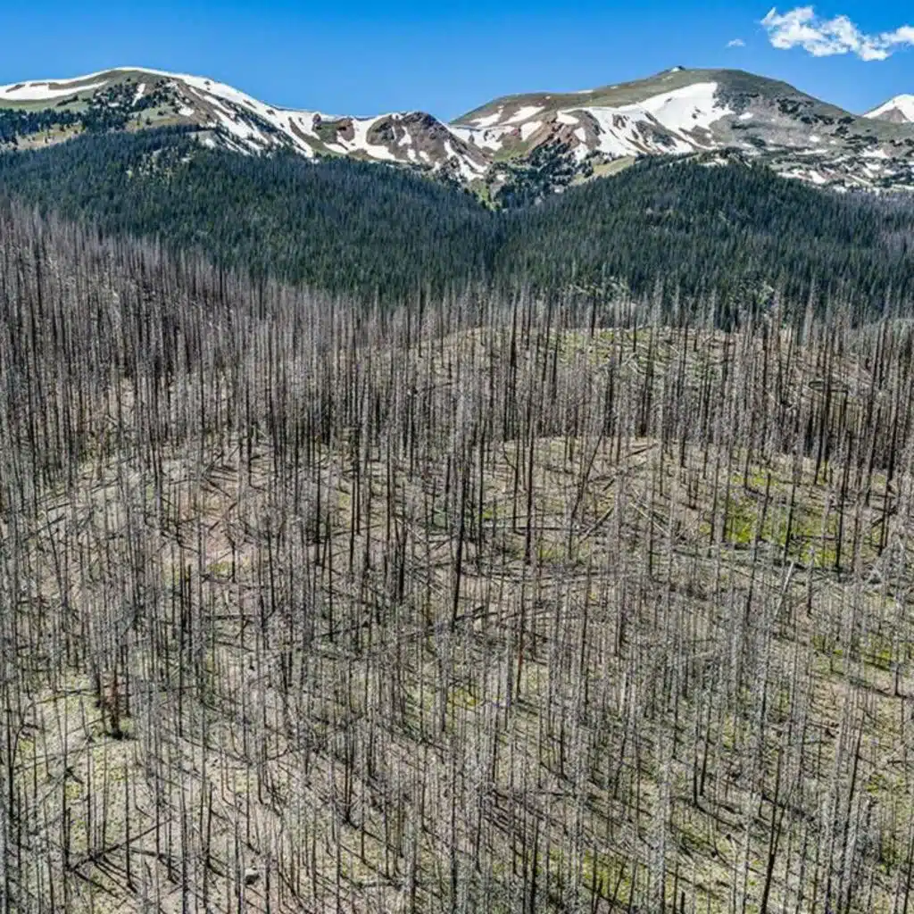 Can ‘assisted migration’ save forests? And the role of philosophy in science