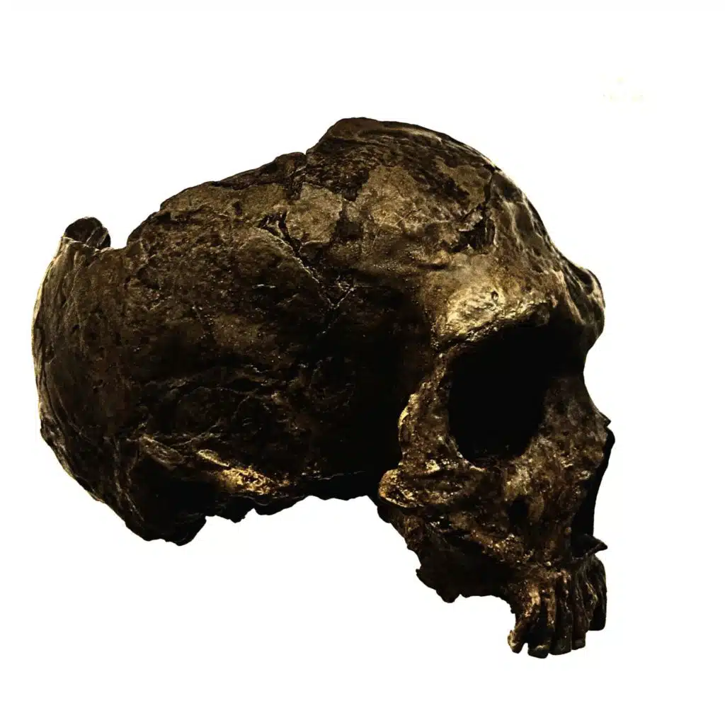 Pnuema