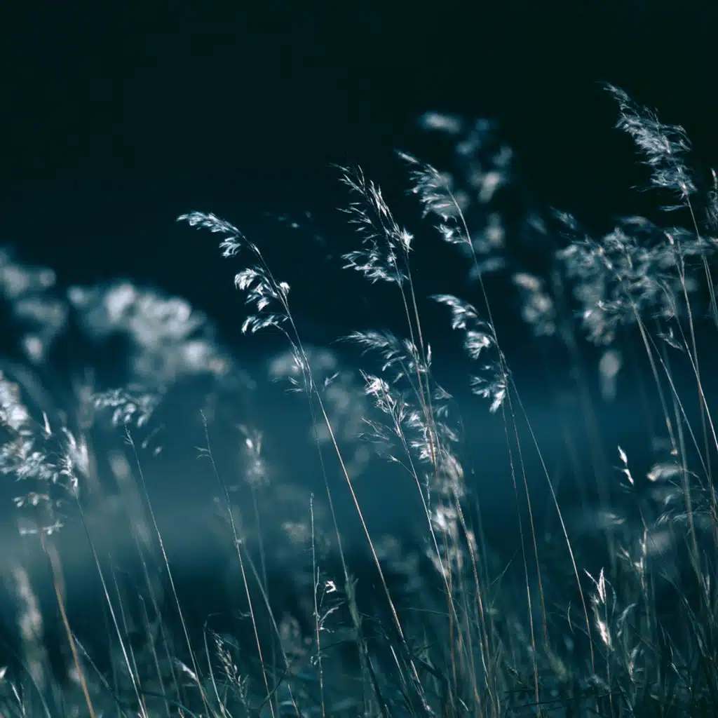 Slow Wave