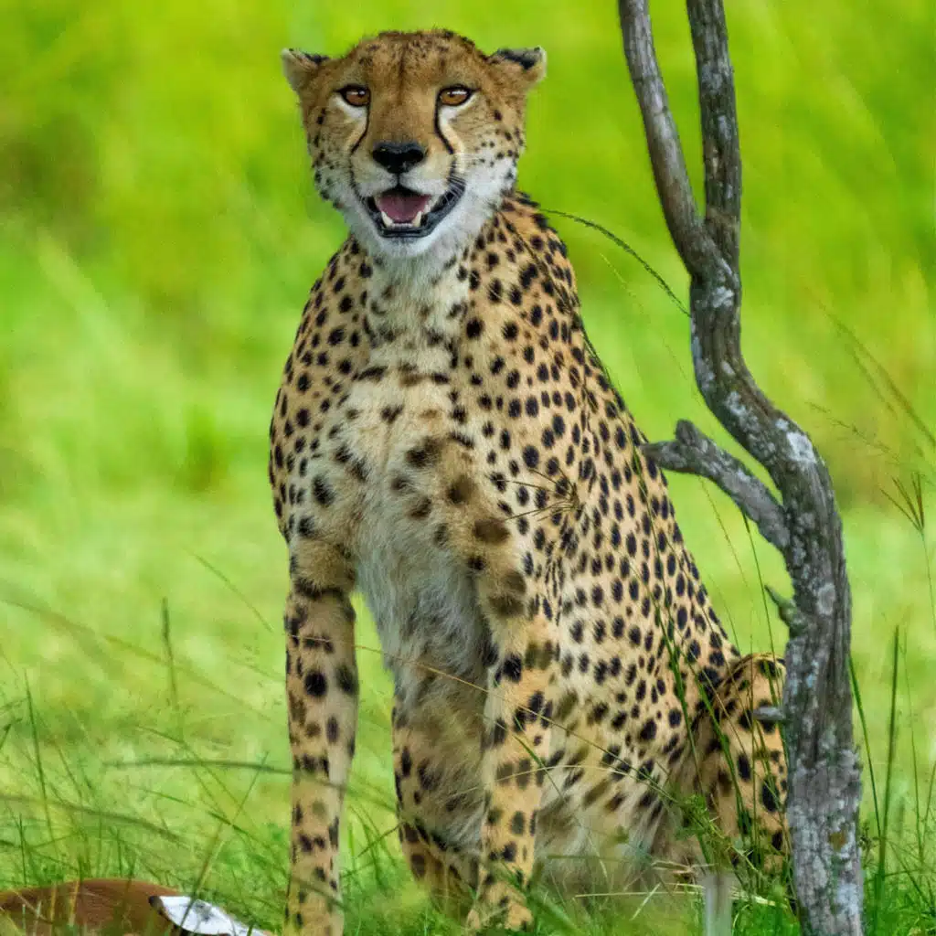 Could a Real Cheetah Sing with the Cheetah Girls?