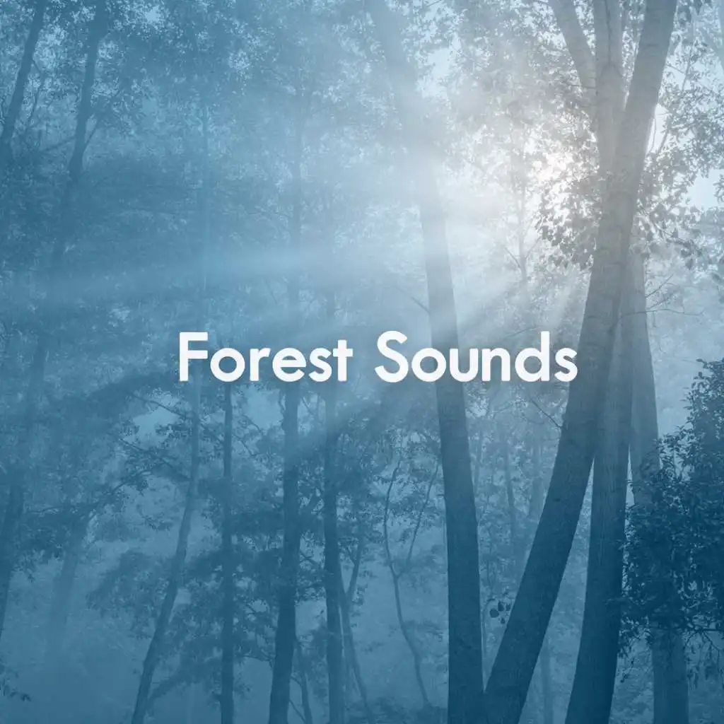 Calming Forest Sound