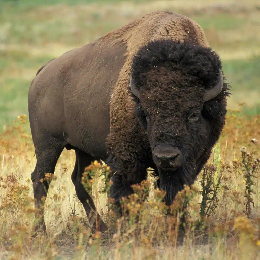 Eat Bison to Save Bison