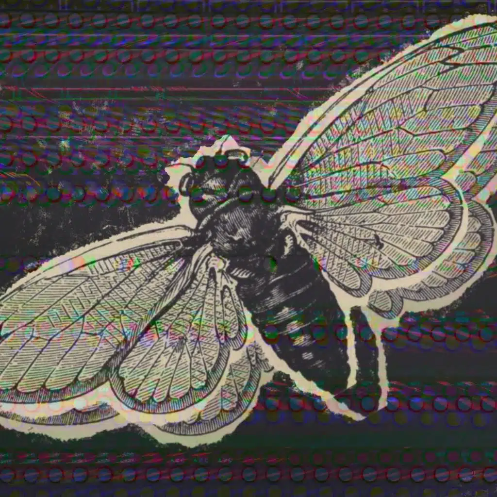 Bug