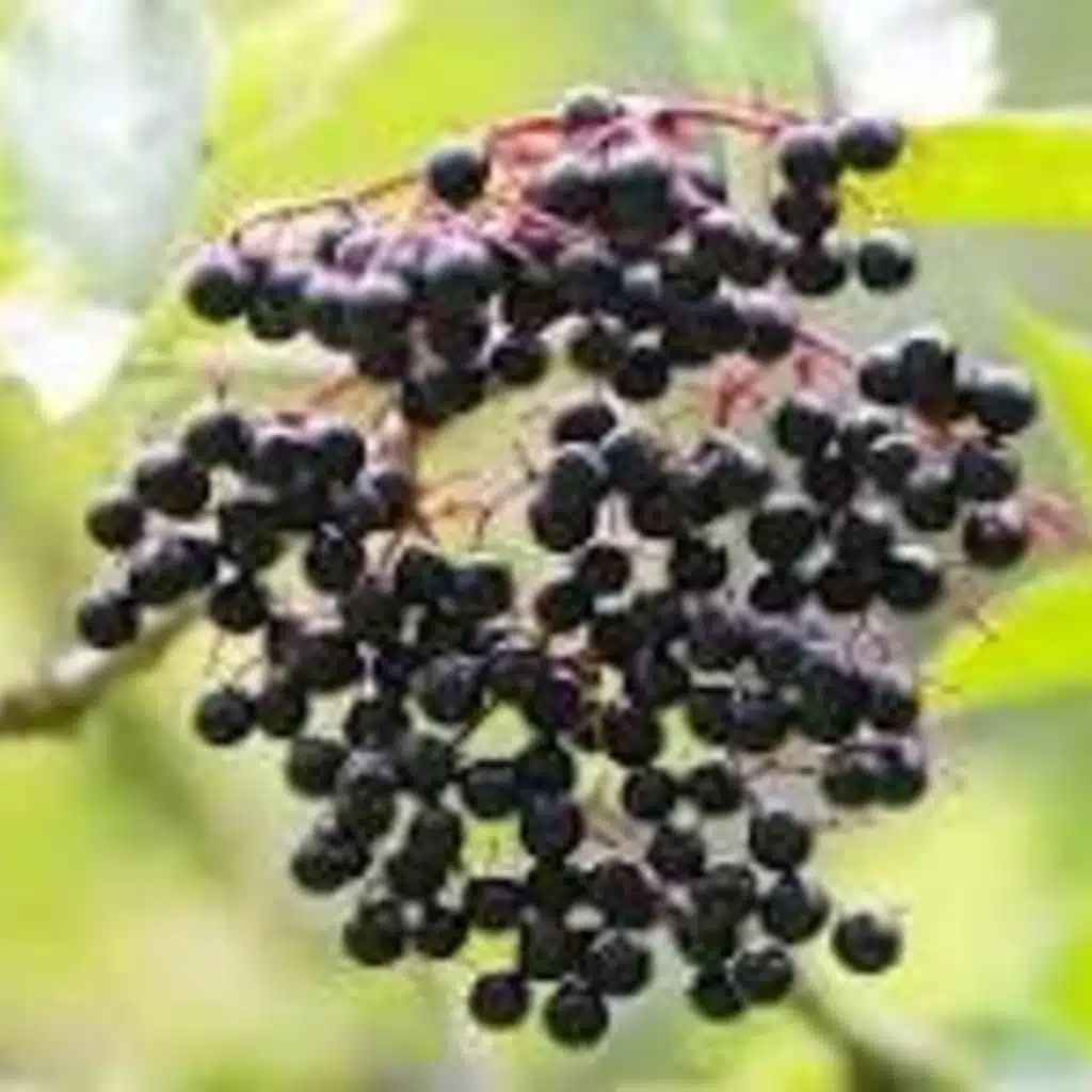 THE FILLMORE ELDERBERRIES by LUCY MAUD MONTGOMERY