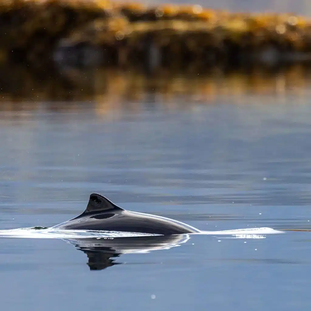 Drones, AI and the future of wildlife conservation