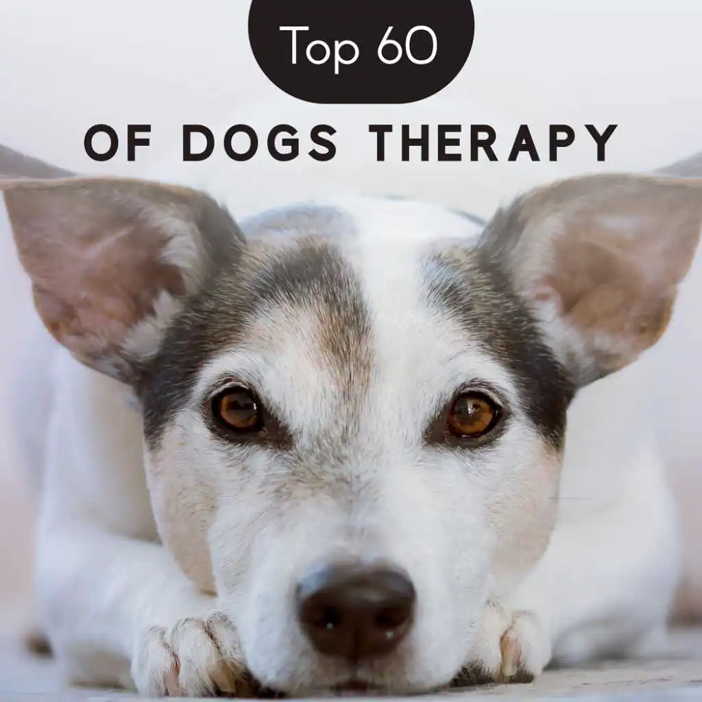 Top 60 of Dogs Therapy