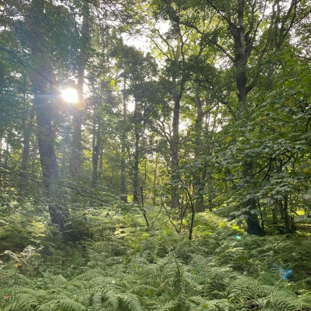 Sound Escape 294. Gather your thoughts in a still, sunny woodland
