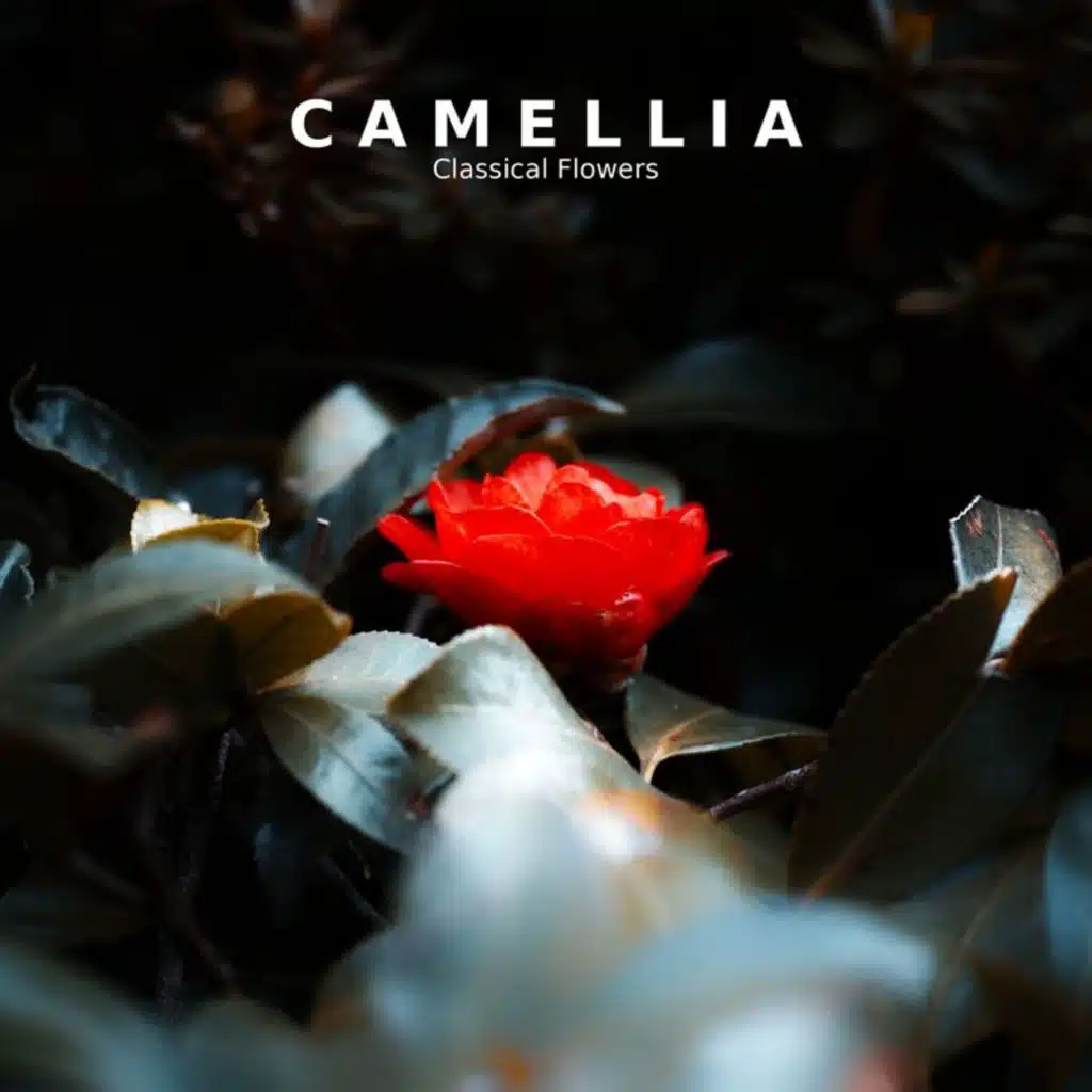 "Camellia": Classical Flowers