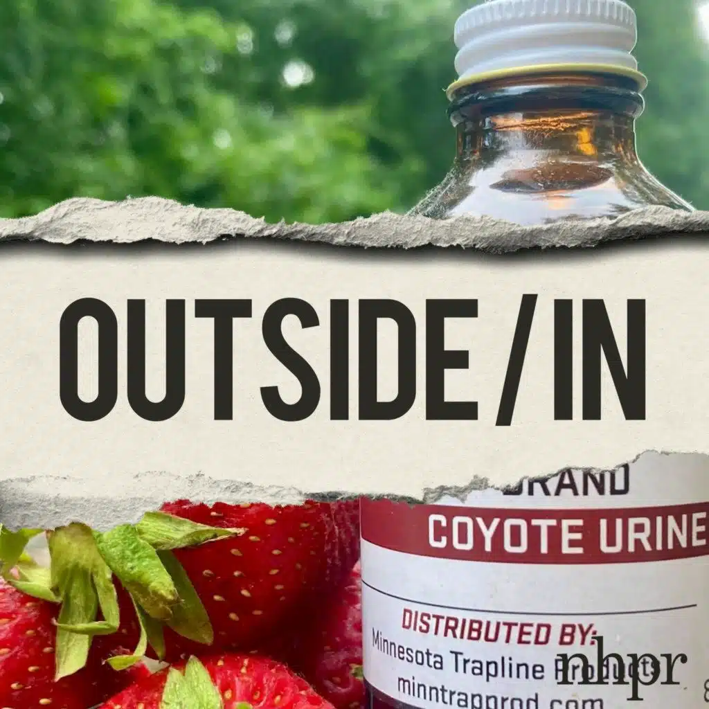 The secret origins of commercial coyote urine