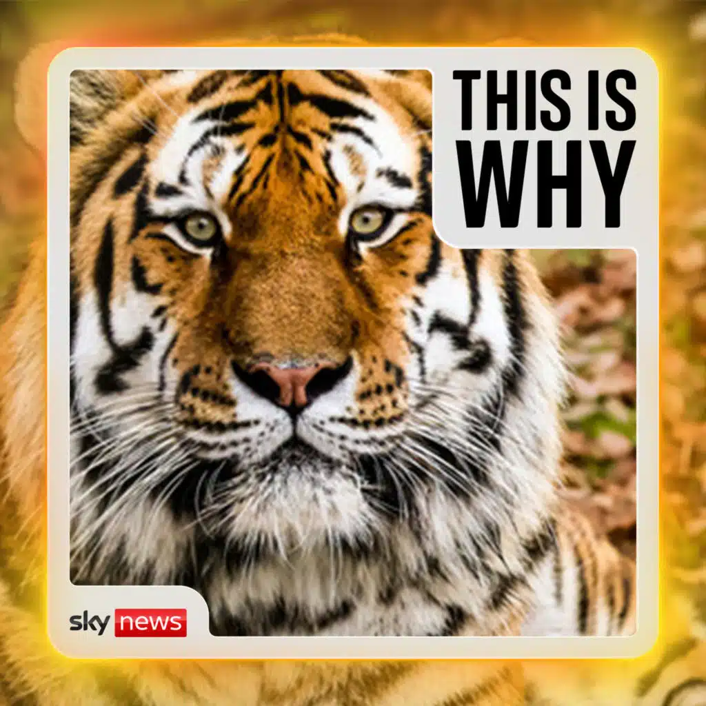 Why tiger death won’t stop zoo visits