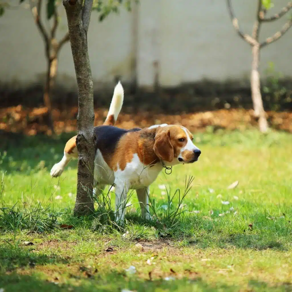 Vienna bans dogs from peeing on trees