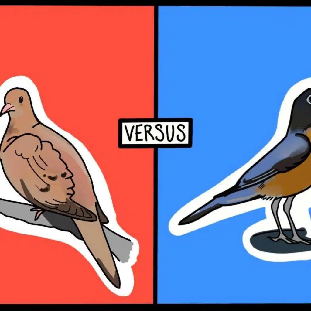 American Robin vs Mourning Dove