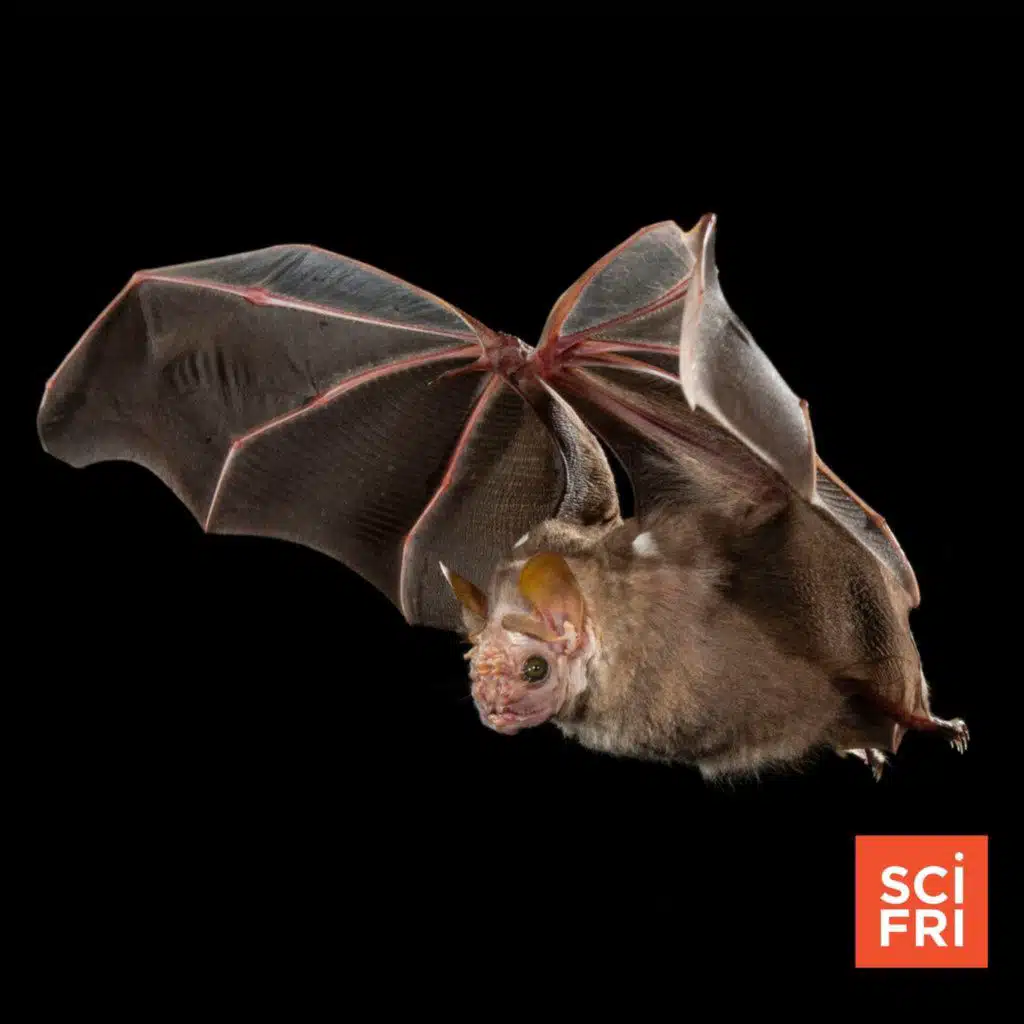 When, and where, did bats first take to the sky?