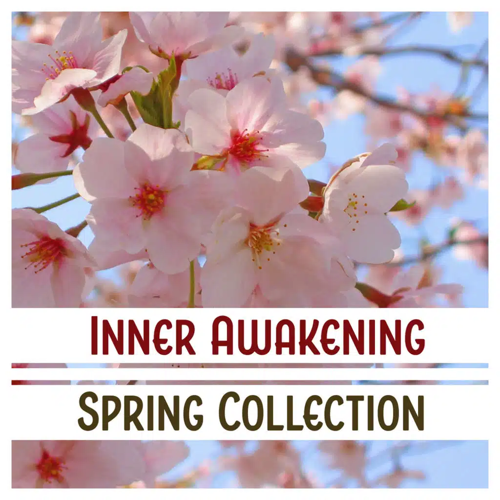 Sunrise Energy: Morning Meditation