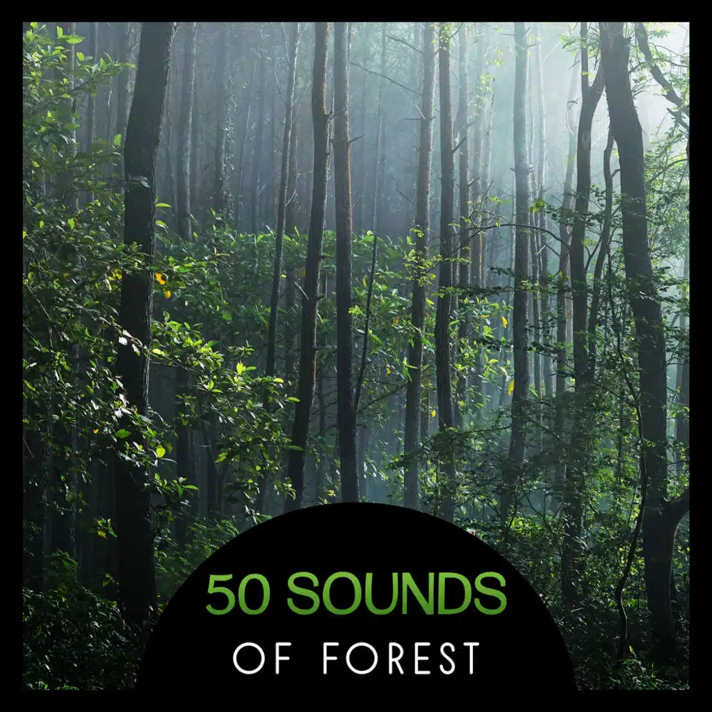 50 Sounds of Forest – Relaxing and Soothing Sounds of Nature, Natural Stress Relief, Waterfall, Forest, Birdsongs, Yoga & Meditation in Nature, Anti