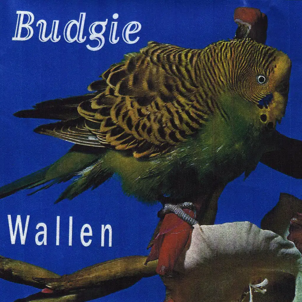 Budgie