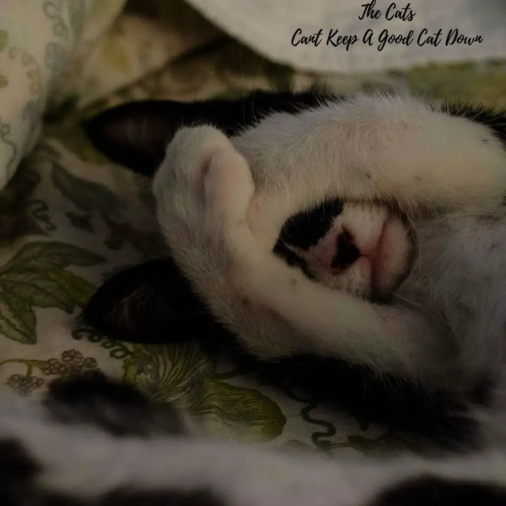 Cant Keep A Good Cat Down