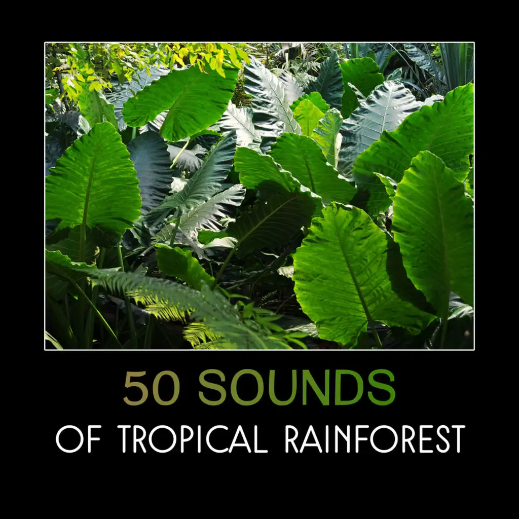50 Sounds of Tropical Rainforest – Jungle Sounds, Birdsongs, Waterfall, Tropical Rain, Amazon, River Flowing, Deep Relaxation & Natural Ambience, Zen Spa