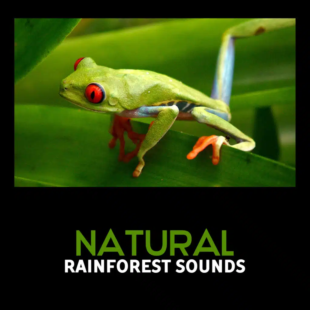 Natural Rainforest Sounds – Birds Singing, Rain Sounds, Zen Relaxation, Evening Crickets, Natural Ambience, Spa Relaxing Music, Sleeping Aid