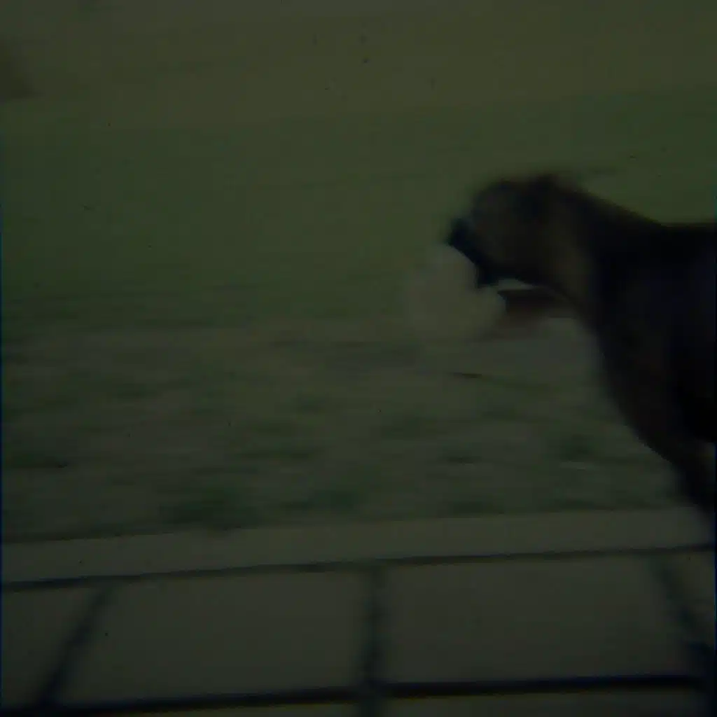 Spider Eyes Spider Hands