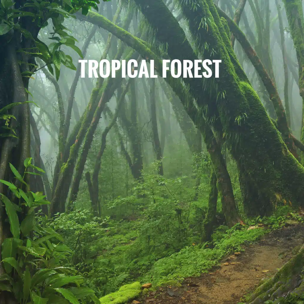 Tropical Forest