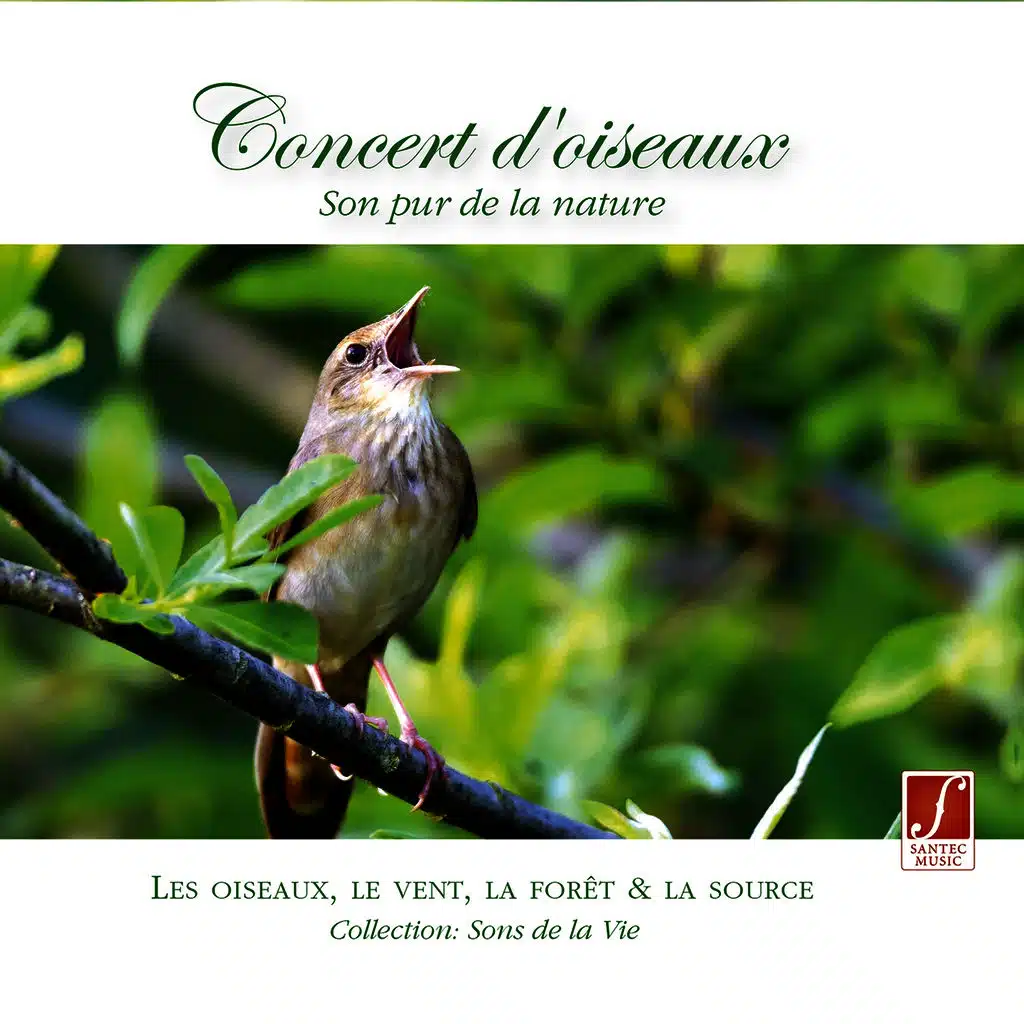 Concert d' oiseaux - Son pur de la nature (Concert of Birds - Pure nature sounds)