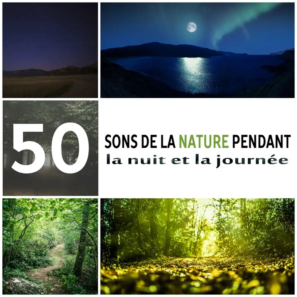 50 Sons de la nature pendant la nuit et la journée