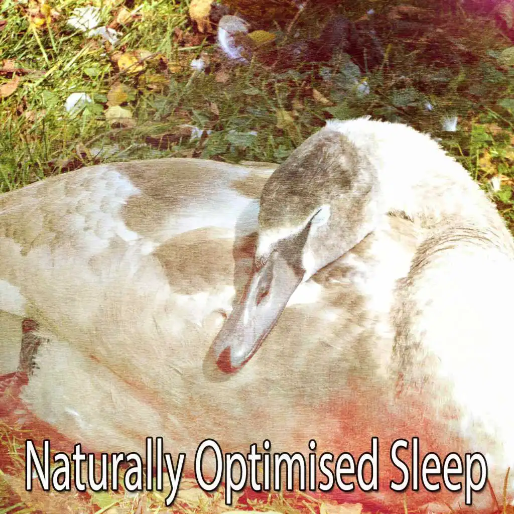Naturally Optimised Sleep