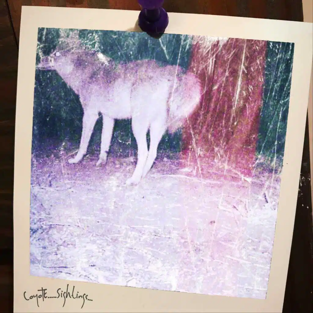 Coyote Sightings